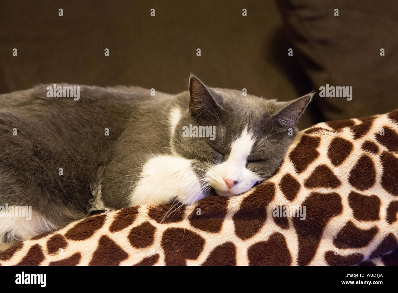 Gray and white cat sleeping on blanket Stock Photo - Alamy