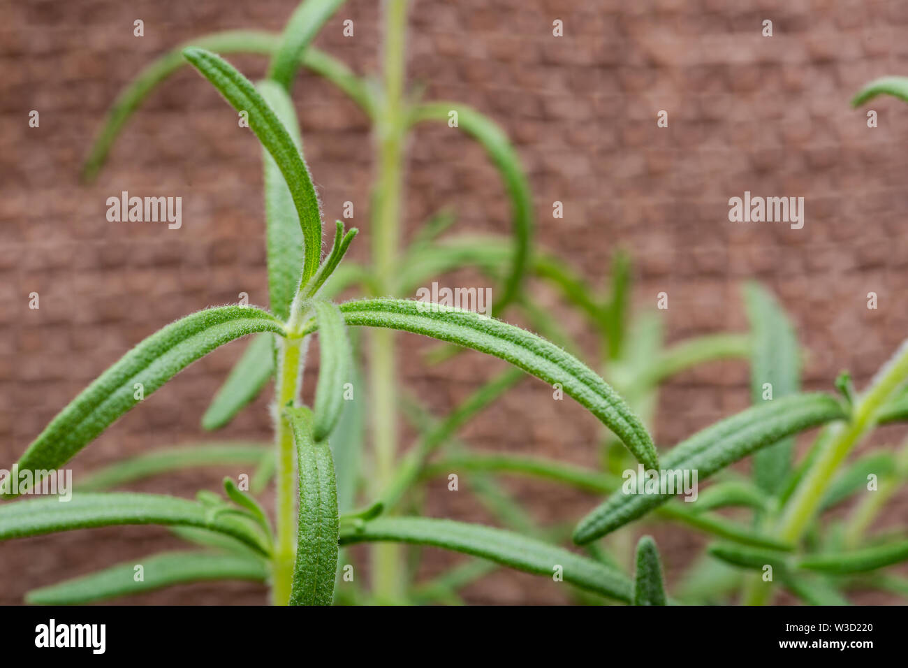 Organic Rosemary Plant stalks and leaves isolated on natural burlap