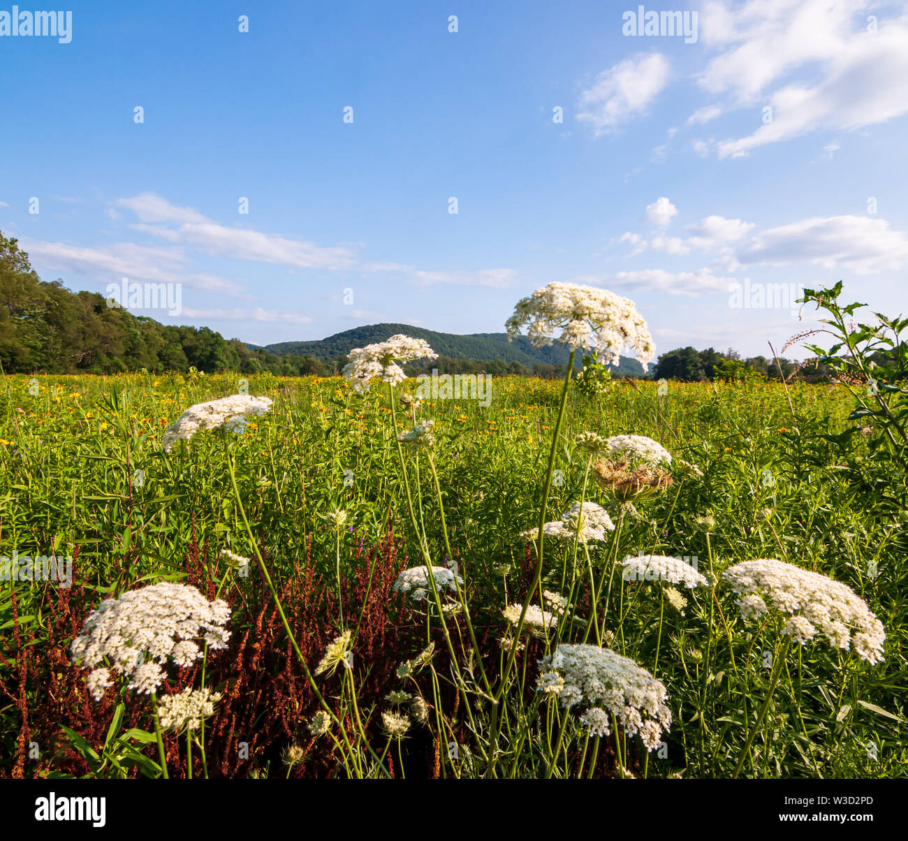 American elderberry flowers in a field in Irvine, Warren County, Pennsylvania, USA in summer Stock Photo