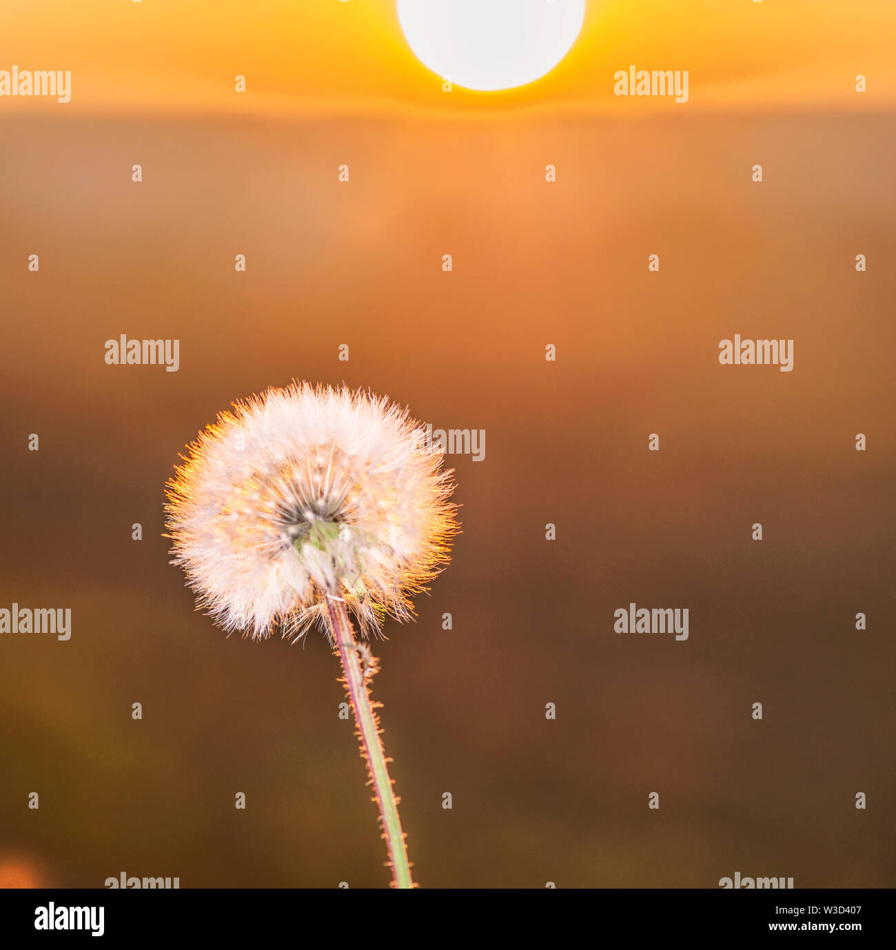 Closeup of a dandelion seed head (Taraxacum officinale) against the background of dawn in the field. Stock Photo
