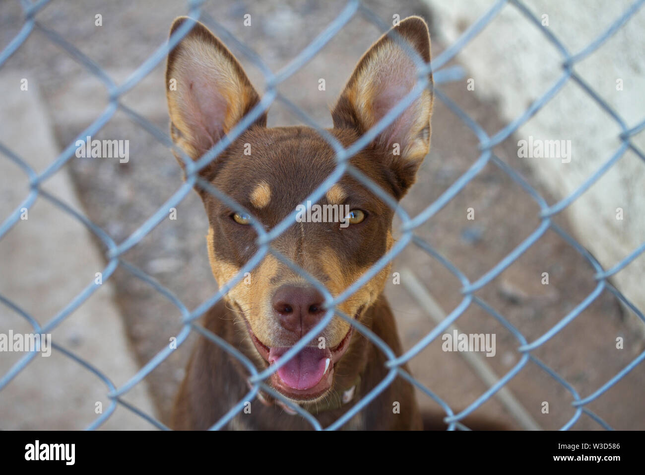 Smiling Australian Kelpie Dog Behind a Fence. Stock Photo
