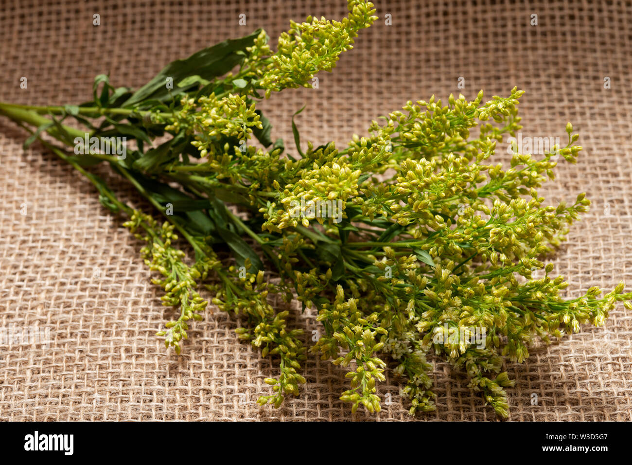 Stems of Fresh Yellow Asters Solidago Flowers (commonly called Goldenrods) on natural burlap background. Genus: Solidago in Asteraceae family. Stock Photo