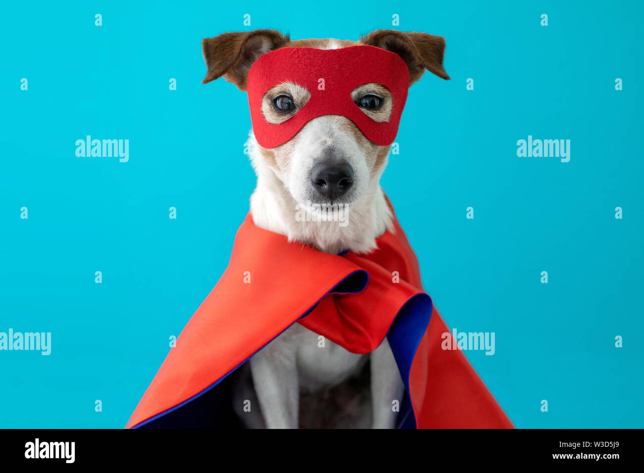 Dog jack russell super hero costume Stock Photo Alamy