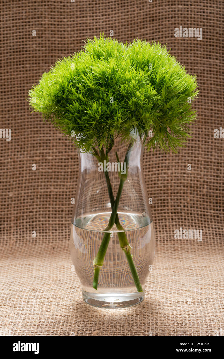 Green Ball Dianthus Barbatus Sweet William. Unique Ballshaped