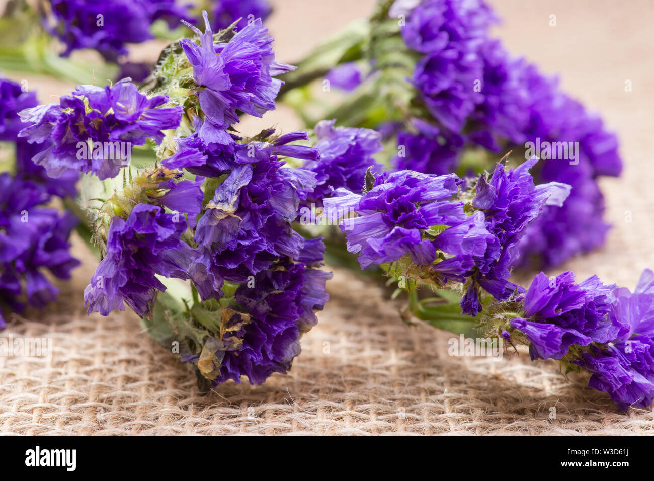 Dark Purple Statice (Limonium sinuatum) Flowers on natural burlap
