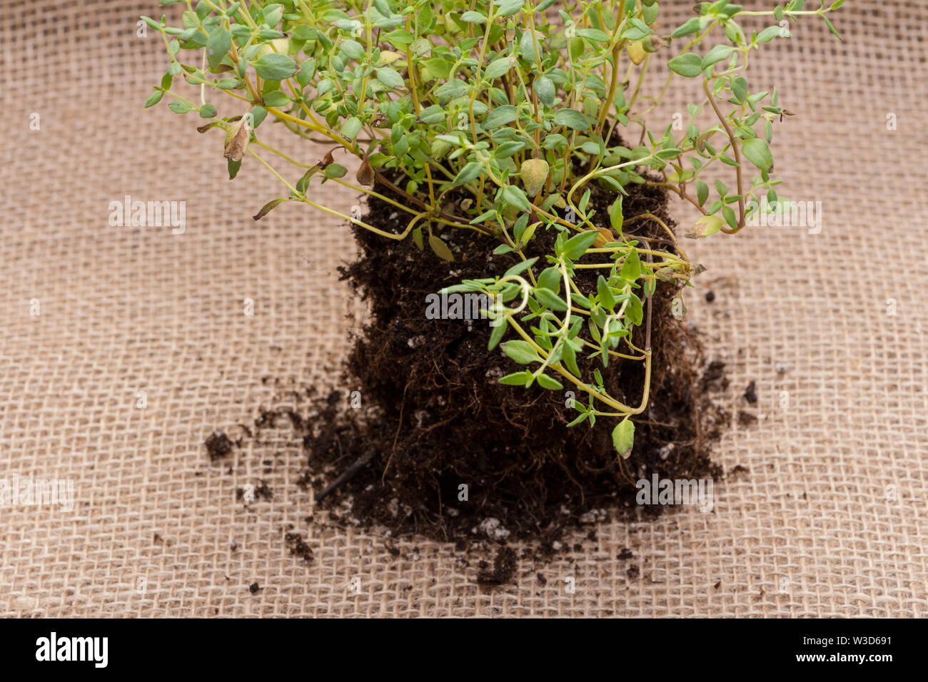 Organic Thyme Plant with roots in fertilized soil isolated on natural burlap background. Thymus