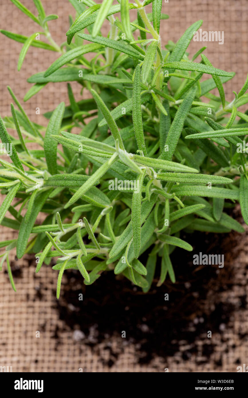 Organic Rosemary Plant with roots in fertilized soil isolated on