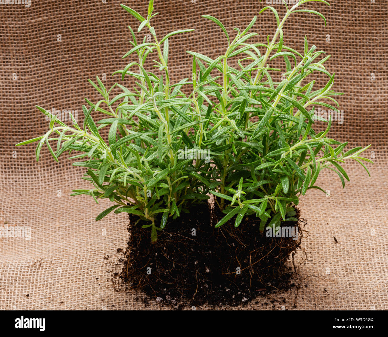 Organic Rosemary Plant with roots in fertilized soil isolated on