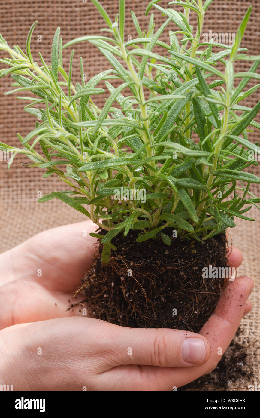 Woman's hands holding Organic Rosemary Plant with roots in fertilized soil on natural burlap
