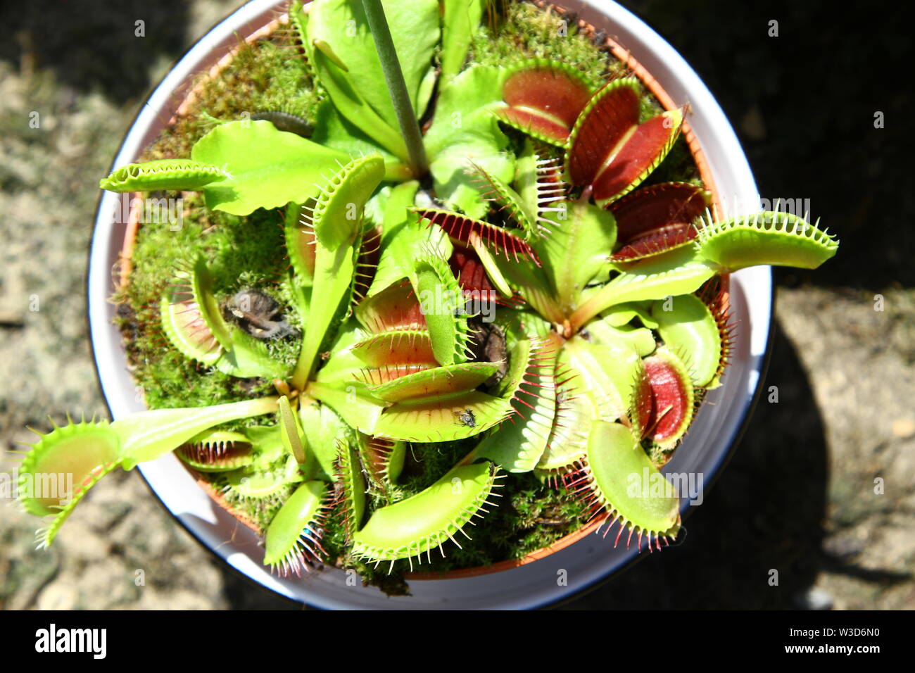 VENUS FLY TRAP PLANT. THE VENUS FLY TRAP PLANT IS A CARNIVEROUS PLANT NATIVE TO NORTH AND SOUTH CAROLINA STATES OF THE UNITED STATES OF AMERICA. WETLAND ENVIRONMENT PREFERENCE. IT'S PREY IS CHIEFLY INSECTS AND ARACHNIDS. TRIGGER SENSITIVE HAIRS AT THE END OF AND INSIDE THE LEAVES CAN BE SEEN IN THIS IMAGE. CLOSED LEAF UPON A HOUSE FLY AT CENTRE OF IMAGE. SUB TROPICAL . Stock Photo