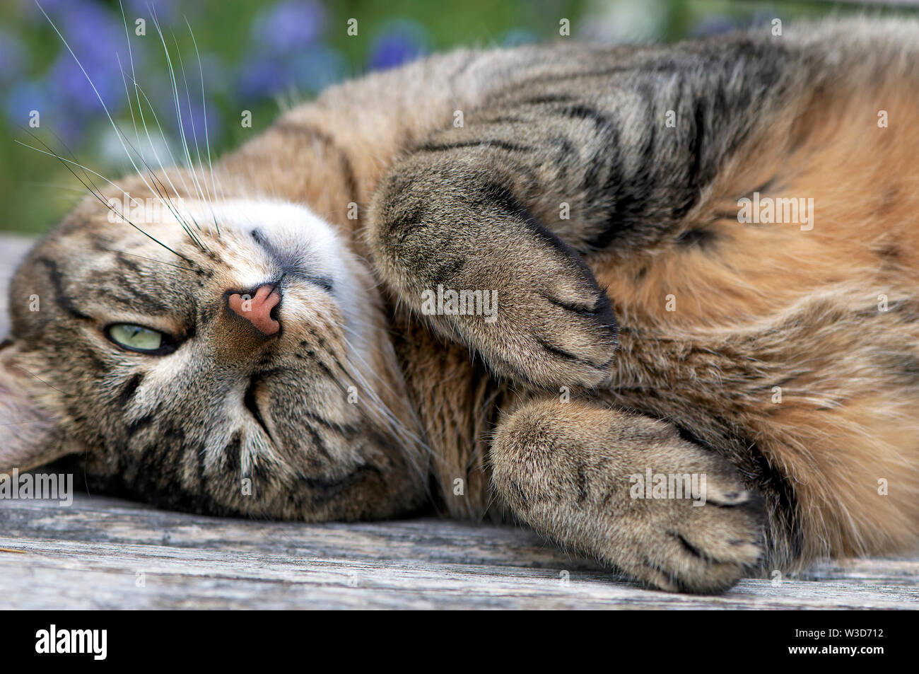 A Mackerel tabby cat (Felis catus) resting with head upside down and one eye open and paws folded. Stock Photo