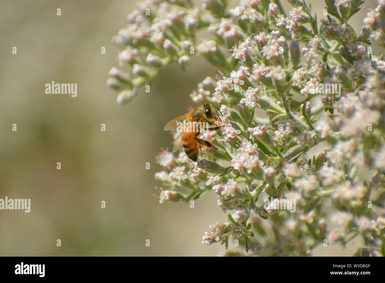 Honey Bee on the white blossoms of a St. Catherine's Lace plant. Stock Photo