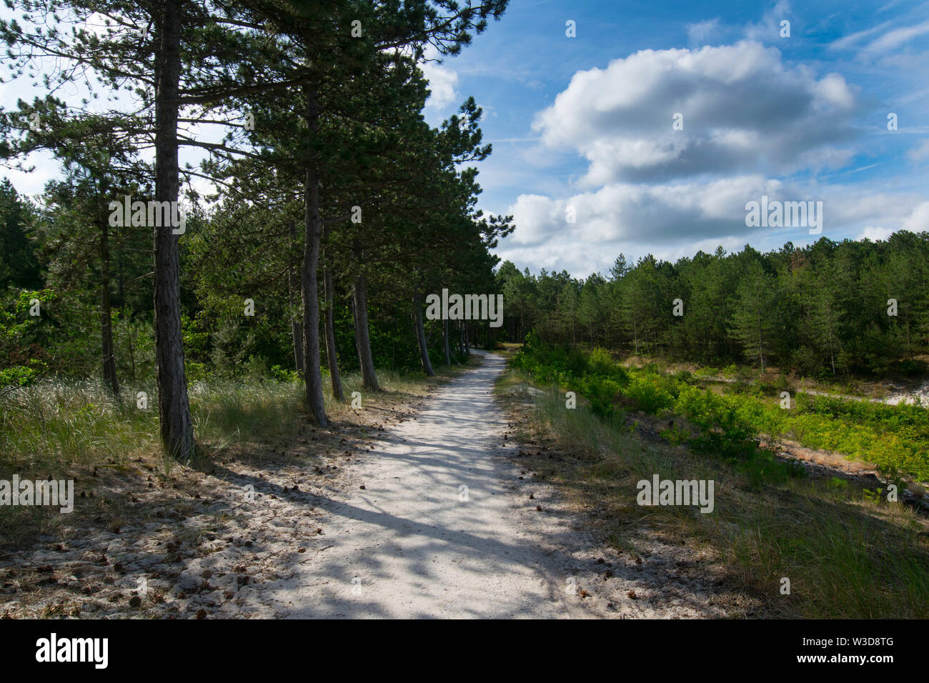 dunes and pine forest at schoorl in the north of netherland Stock Photo ...