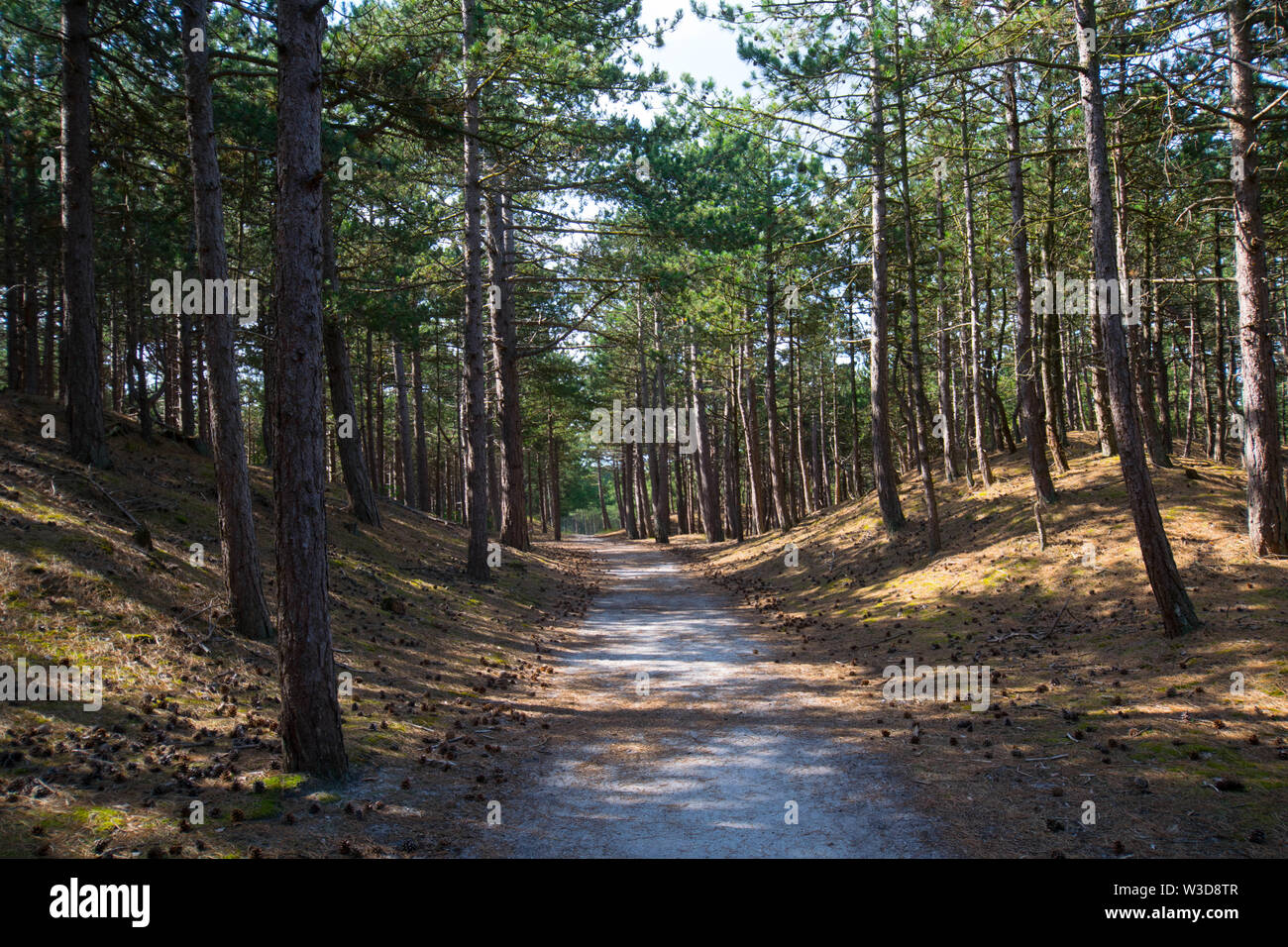 dunes and pine forest at schoorl in the north of netherland Stock Photo ...