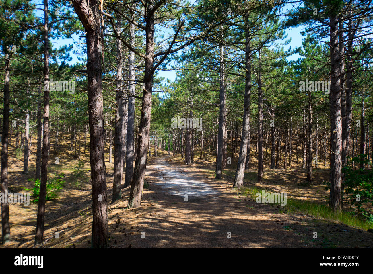 dunes and pine forest at schoorl in the north of netherland Stock Photo