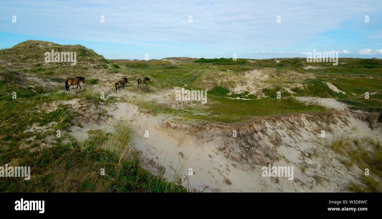 Dunes near Bergen aan Zee in the north of Netherland Stock Photo