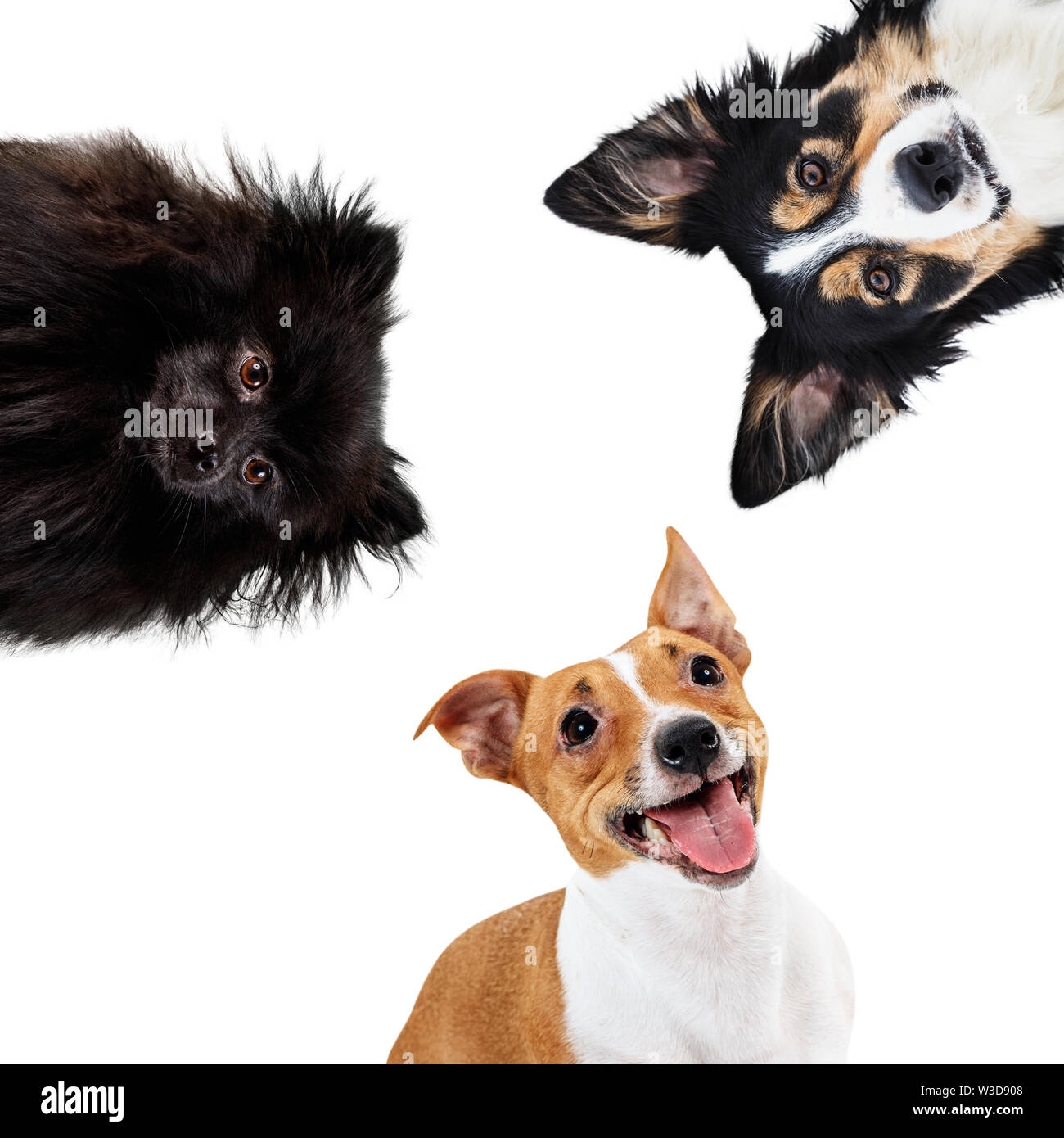 Collage of domestic animals of different breed in circle. Dogs sitting together Stock Photo - Alamy Collage of domestic animals of different breed in circle. Dogs sitting together Stock Photo - Alamy