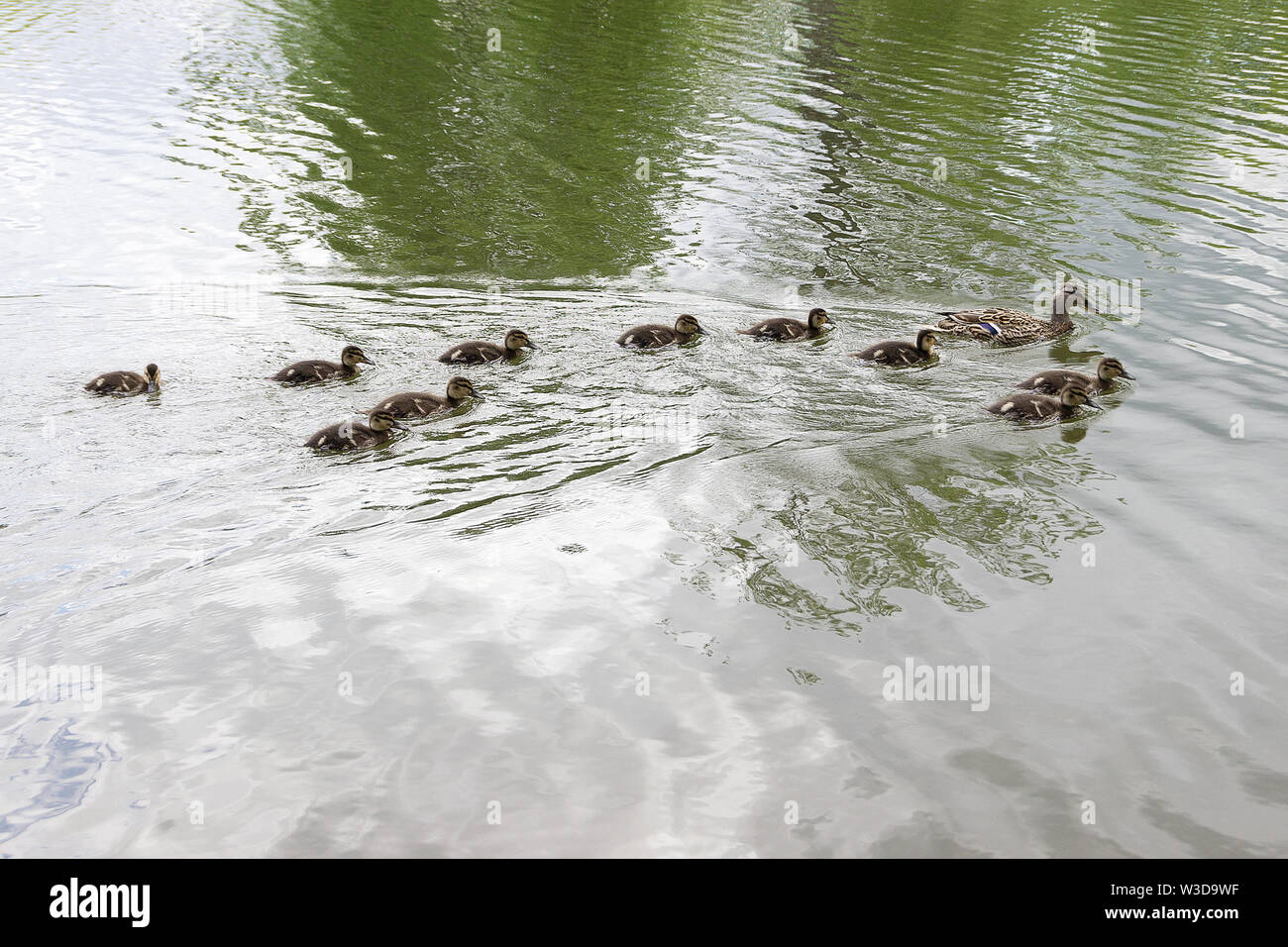 Duck Offspring Family adda hi-res stock photography and images - Alamy
