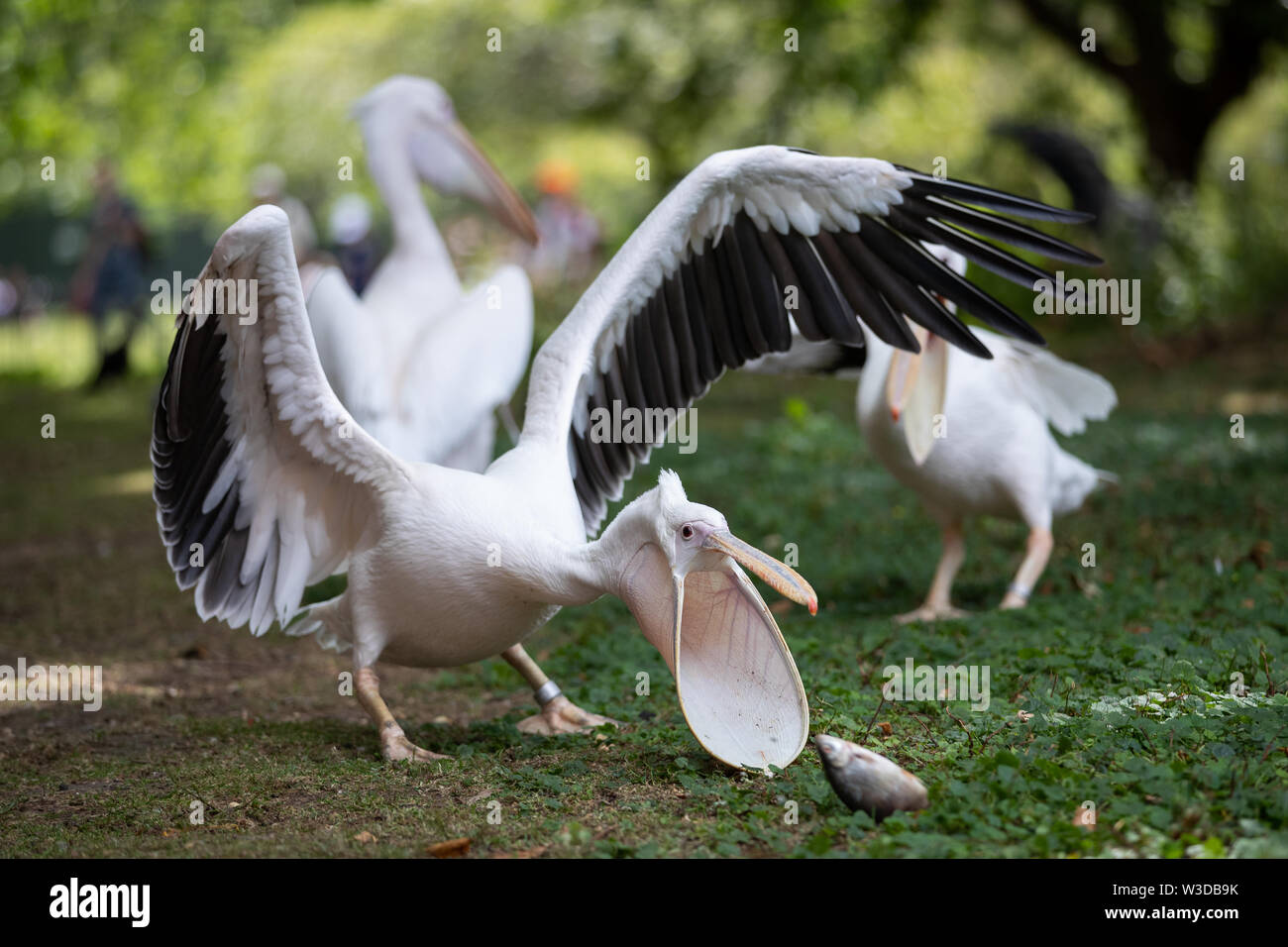 Pelicans during their feeding time at St James's Park, London. The Great White Pelicans, named Sun, Moon and Star, have been gifted to the park by Prague Zoo and arrived at the end of May, but have been kept hidden from public view whilst they settled in to their new surroundings. Stock Photo