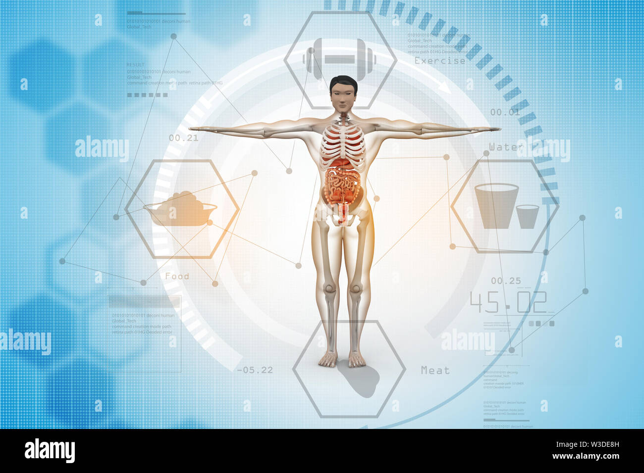 3d illustration of human anatomy in color background Stock Photo Biology Diagrams