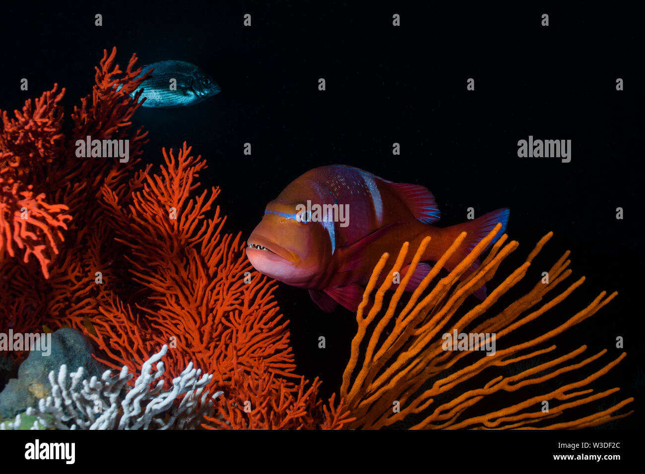 Underwater scene of a Red Roman - Seabream (Chrysoblephus laticeps) fish swimming on the coral reef through orange sea fans. Stock Photo