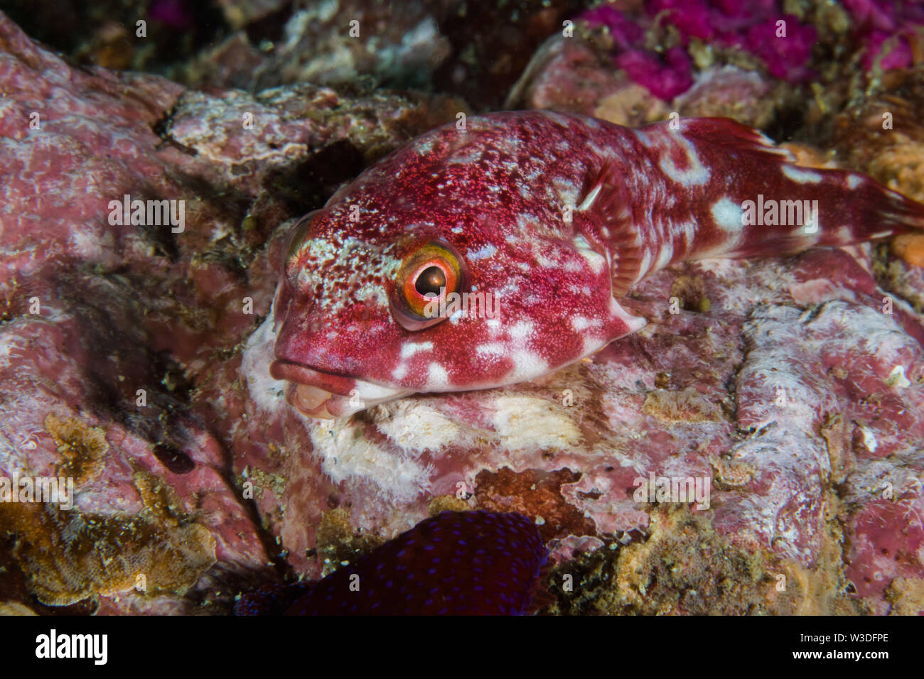 Rocksucker or giant clingfish (Chorisochismus dentex) on a rock closeup with sea urchin in foreground. Stock Photo