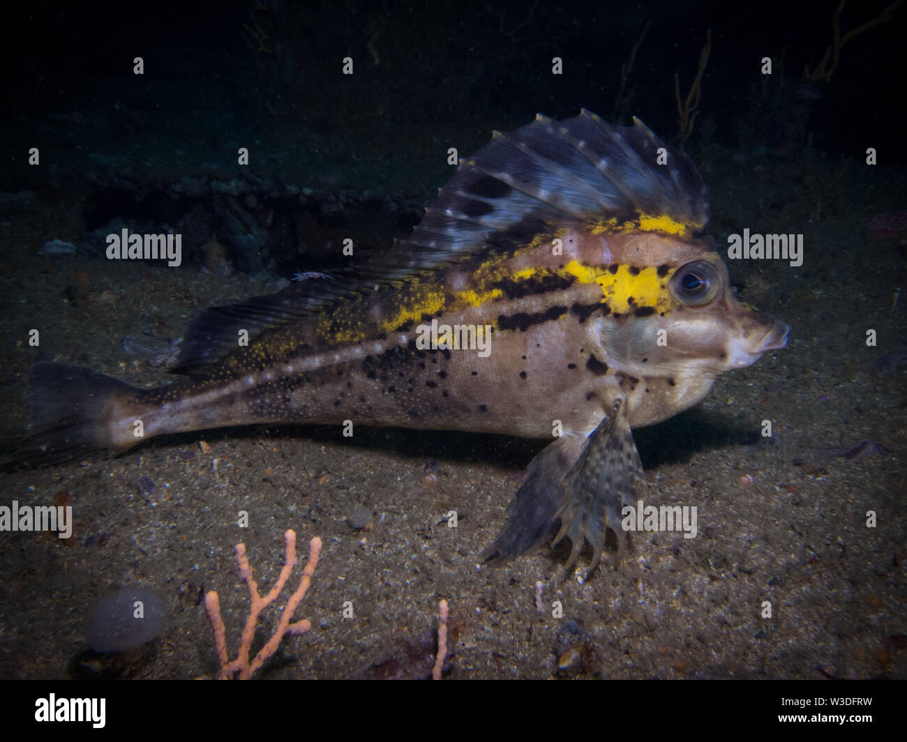 Smooth horse-fish (Congiopodus torvus) underwater. Stock Photo
