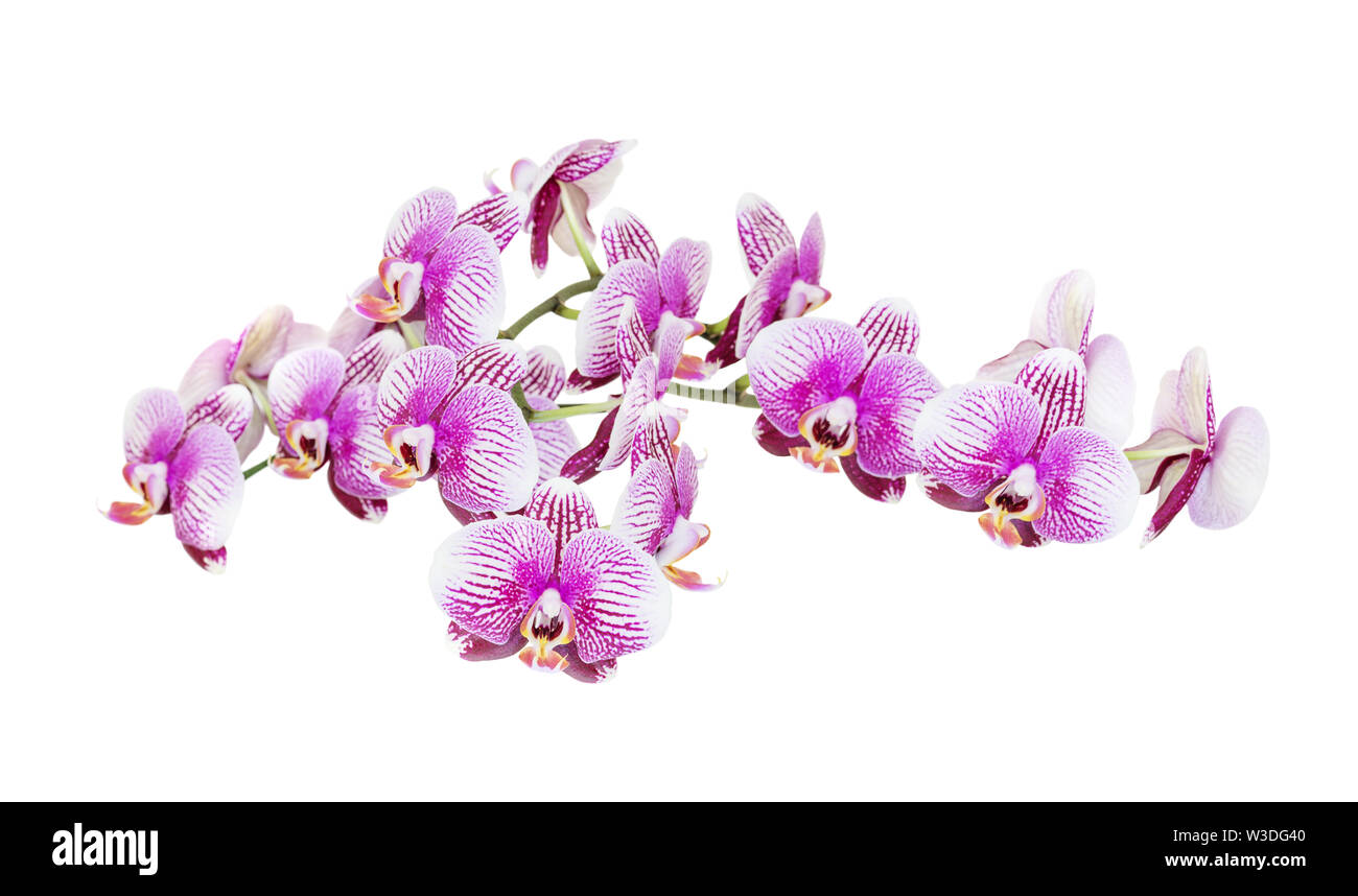 Large branch of phalaenopsis orchid with a lot of striped white and pink flowers isolated on a white background Stock Photo