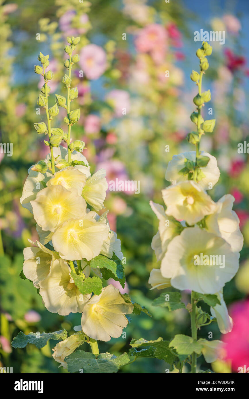 Beautiful yellow flowers of mallow outdoors close-up in summer garden. Blooming musk mallow in early sunny bright morning Stock Photo