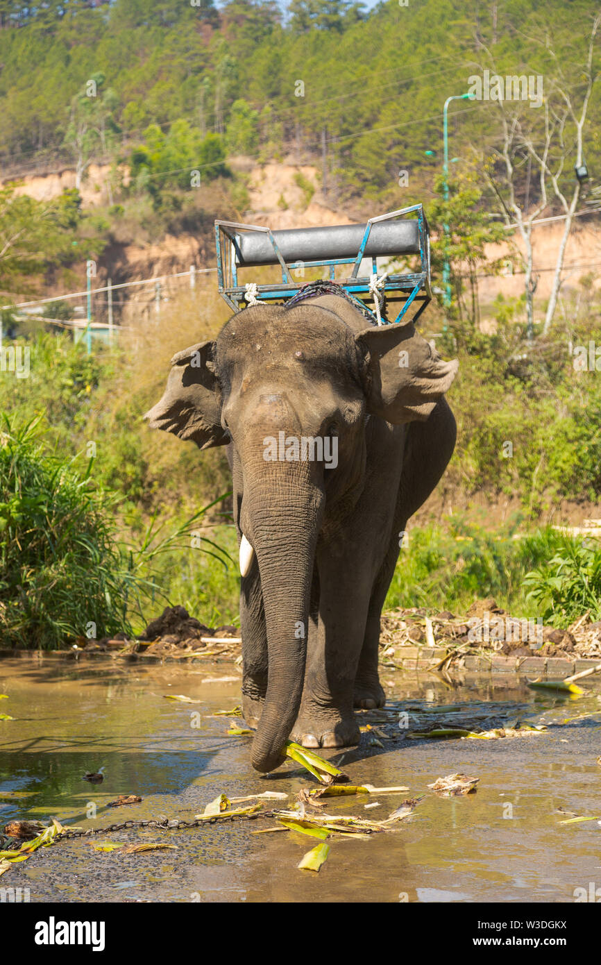 Elephant saddle chair cheap