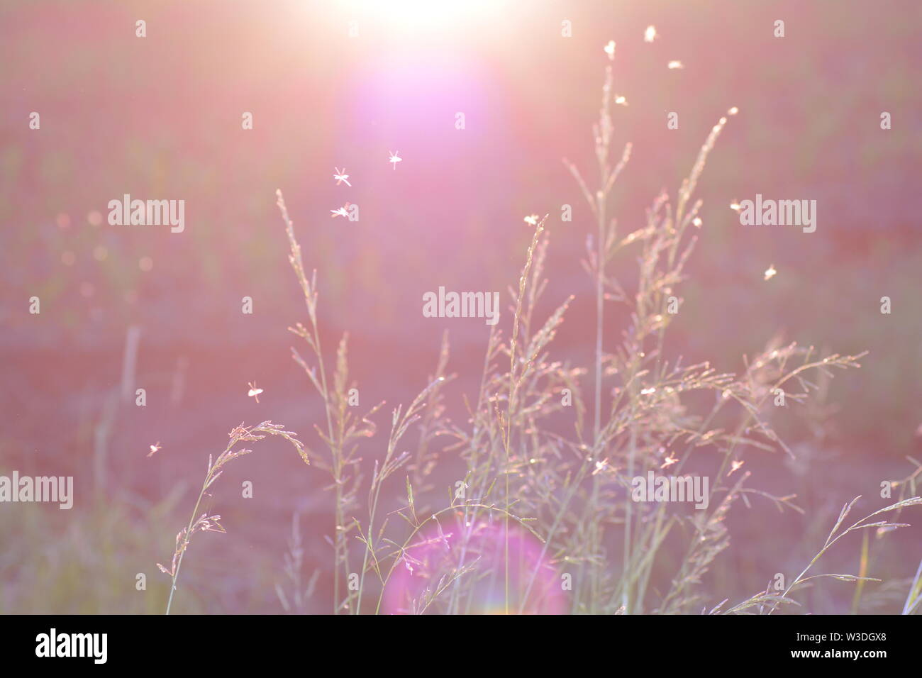 Grasses at sunset with flying insects in backlight, with lens flare and ...