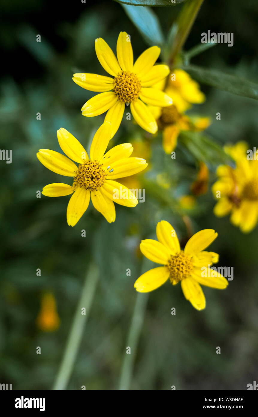 Close up of yellow wild flower in Pacifica, California Stock Photo