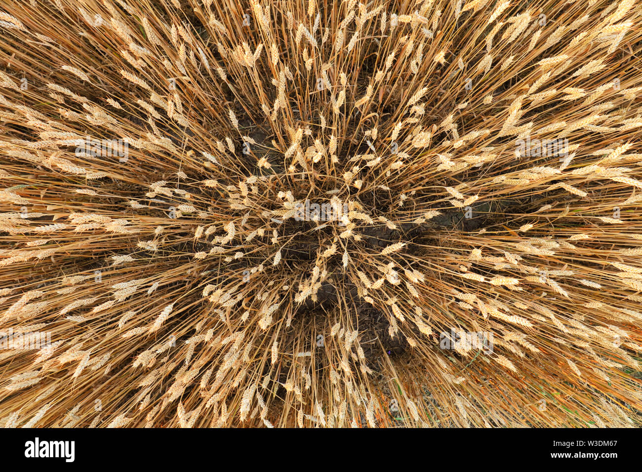 Aerial ripe summer wheat field hi-res stock photography and images - Alamy