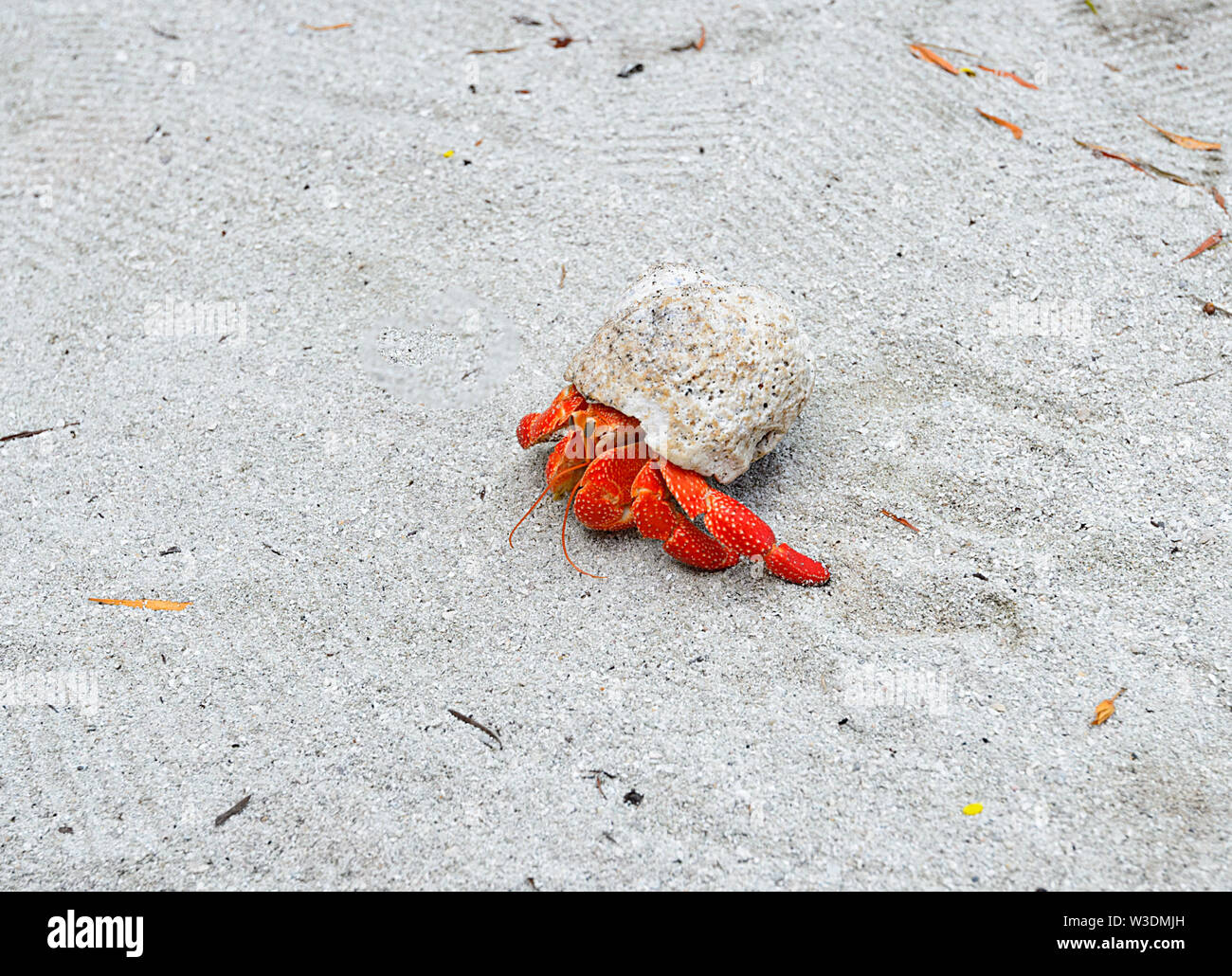 Red Hermit Landcrab (Coenobita perlatus or Coenobita perlata) crawling in the sand on the beach, Aitutaki, Cook Islands, Polynesia Stock Photo