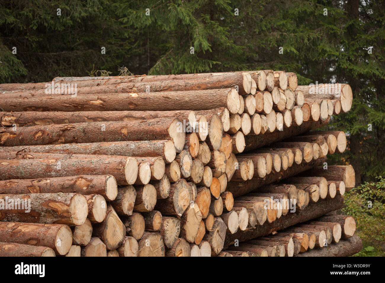 cutting pine tree for lumber