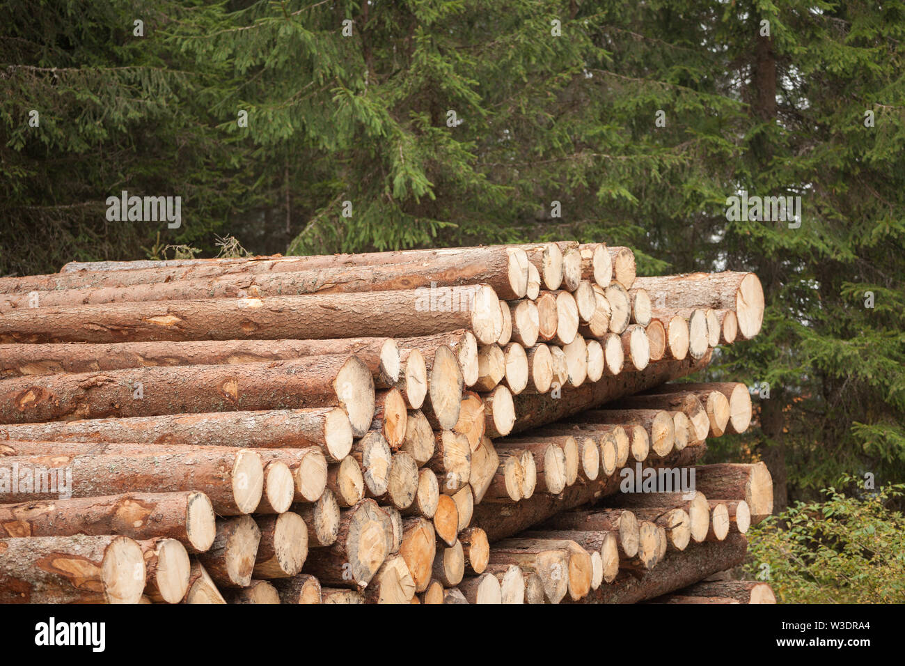 cut pine tree inside an Italian forest. Cross section of a young pine