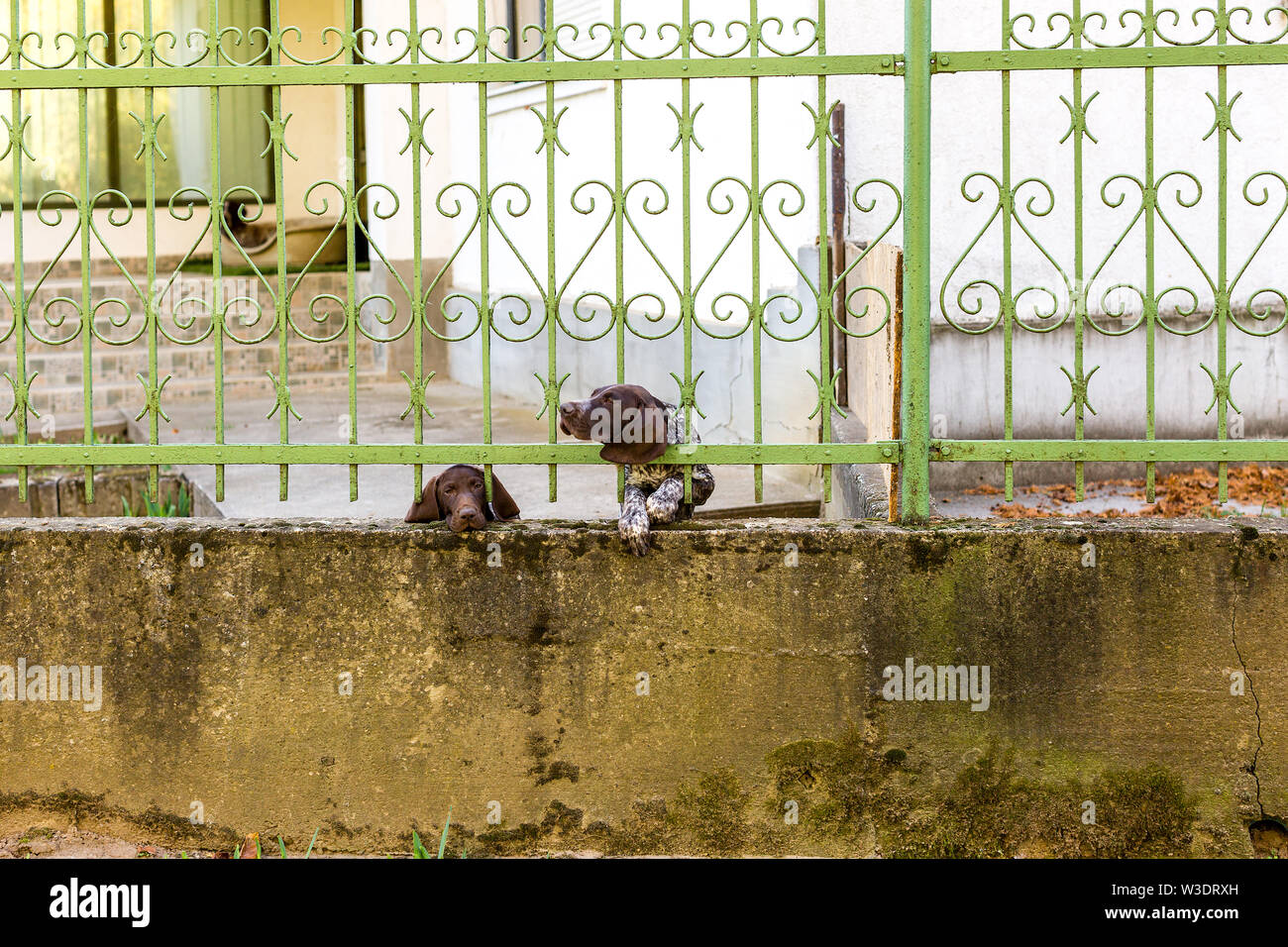 Two German Shorthaired Pointer behind metal fence. One dog looks sad with tears in eyes. Another stuck head through bars, motion blur. Space for text Stock Photo