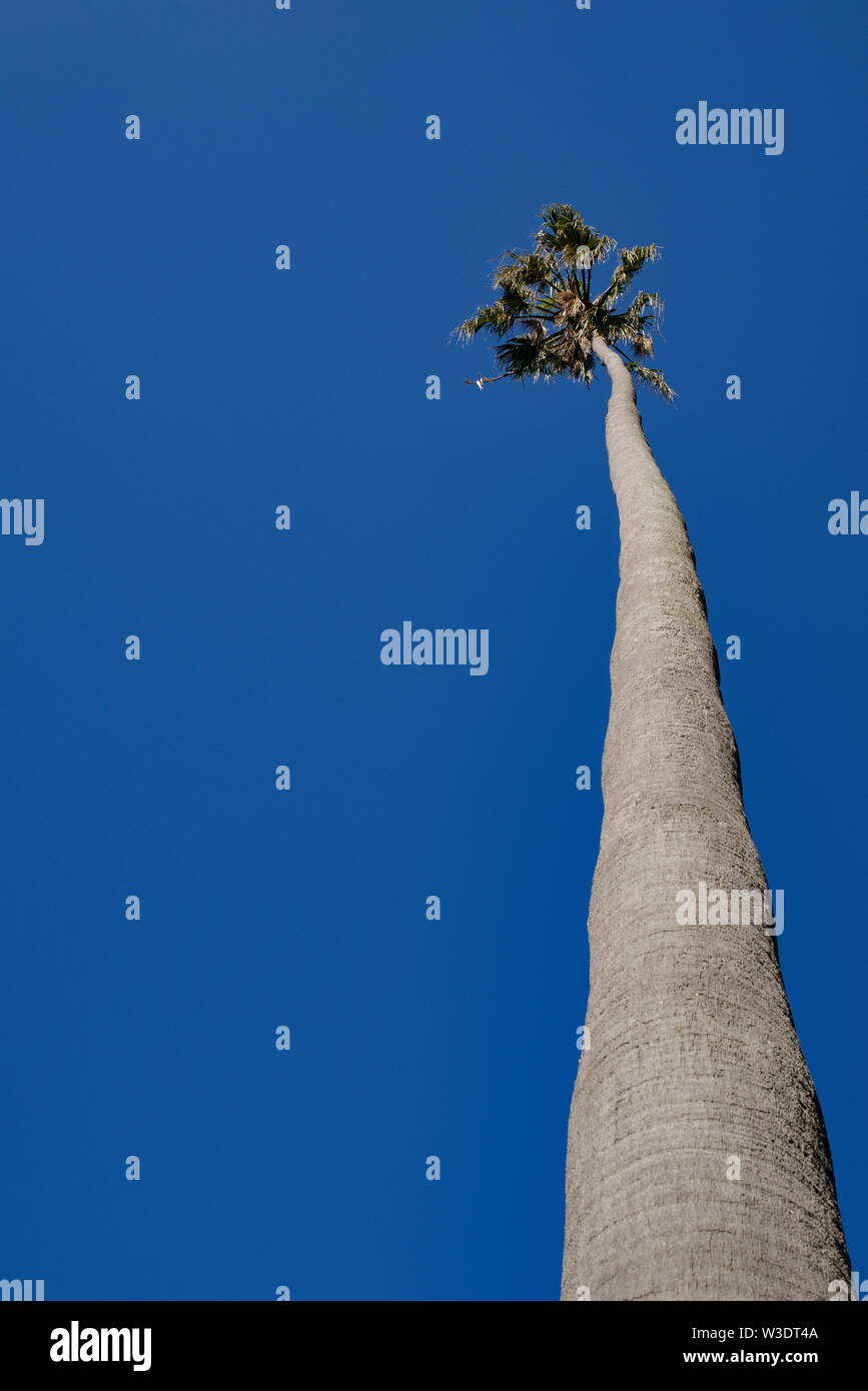 Low angle view of a tall palm tree against a clear blue sunny sky Stock ...