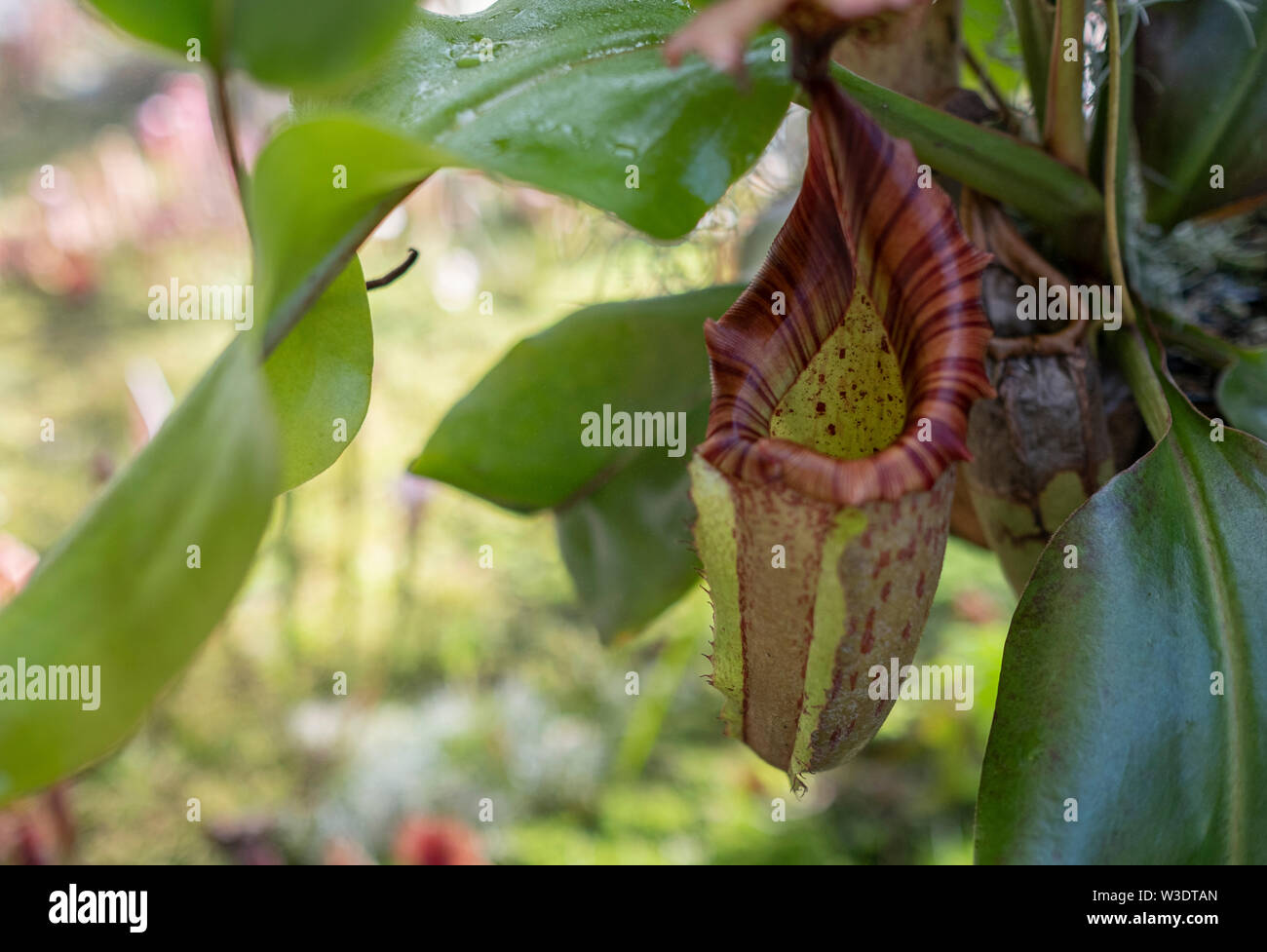 Insects on nepenthes pitcher plants hi-res stock photography and images ...