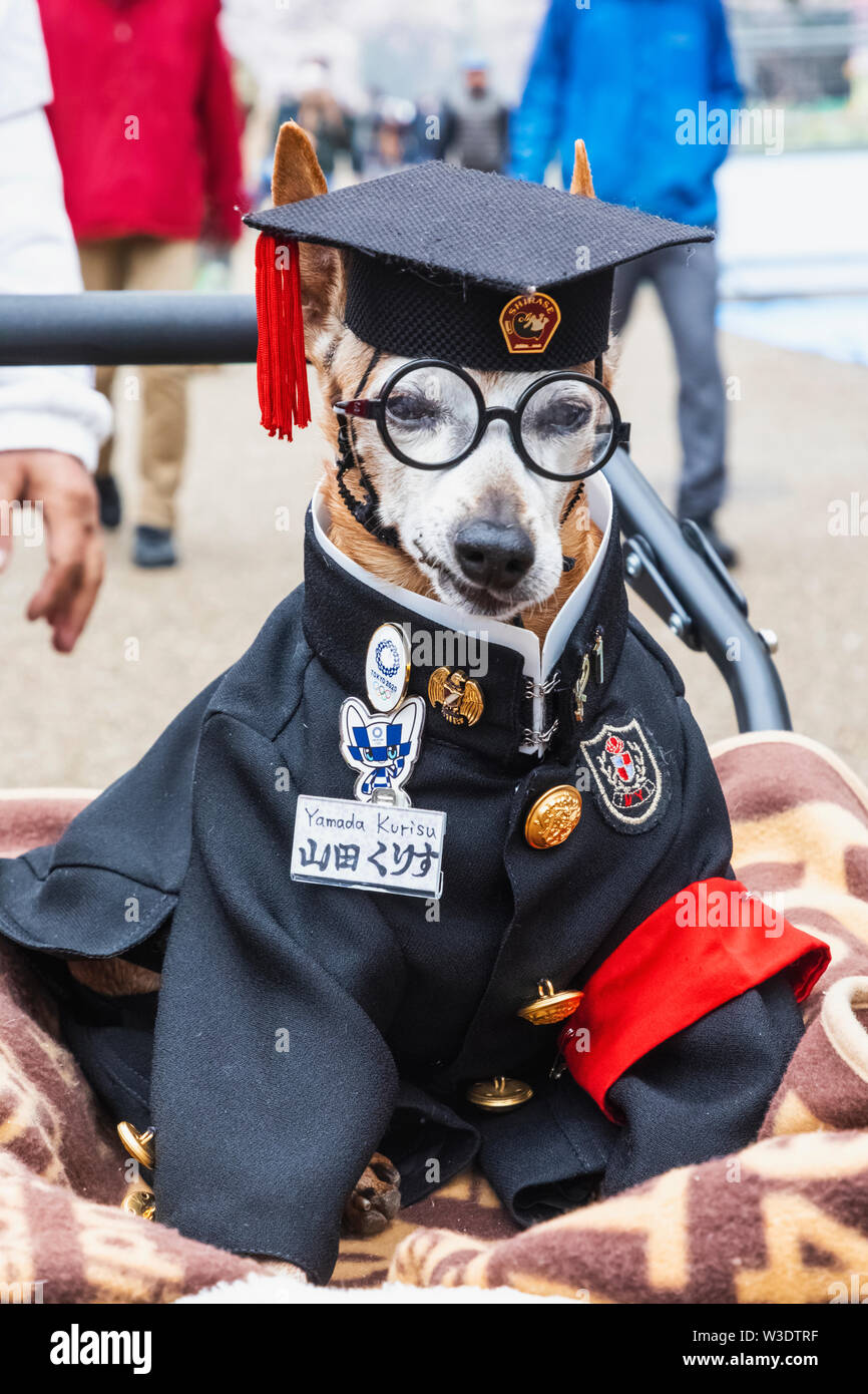 Japan, Honshu, Tokyo, Ueno, Ueno Park, Dog Dressed in University Graduation Costume Stock Photo
