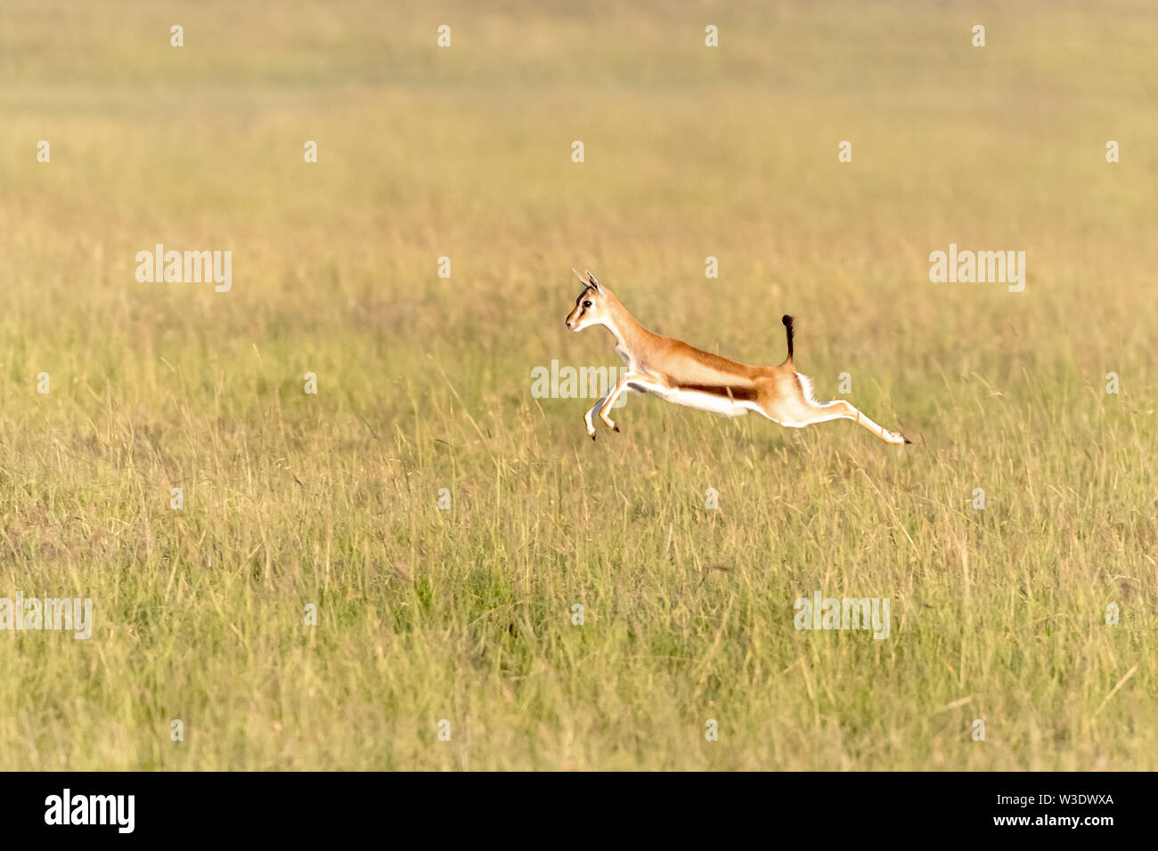 Thomsons Gazelle leaps in the long grass of the Masai Mara, Kenya. This ...