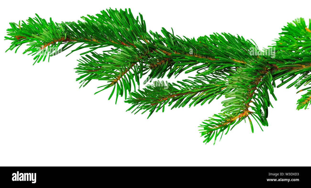 Fir branch isolated on white background Stock Photo - Alamy