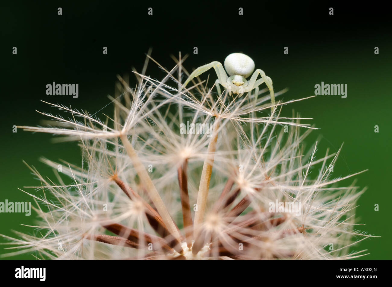Thomisidae, Macro photograph of a tiny crab spider on a dandelion flower Stock Photo