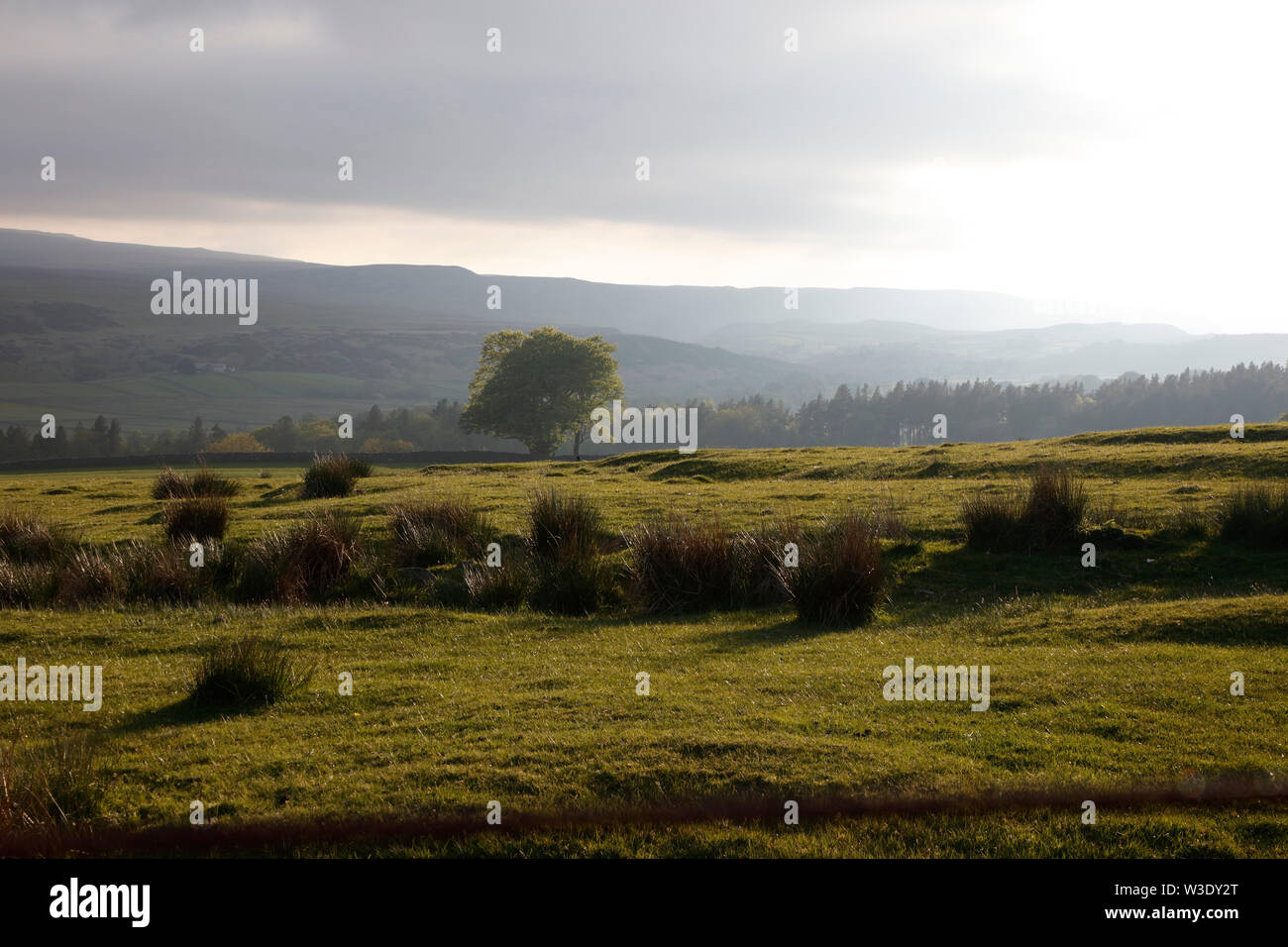 Upper Teesdale near Ettersgill, County Durham, England, UK Stock Photo