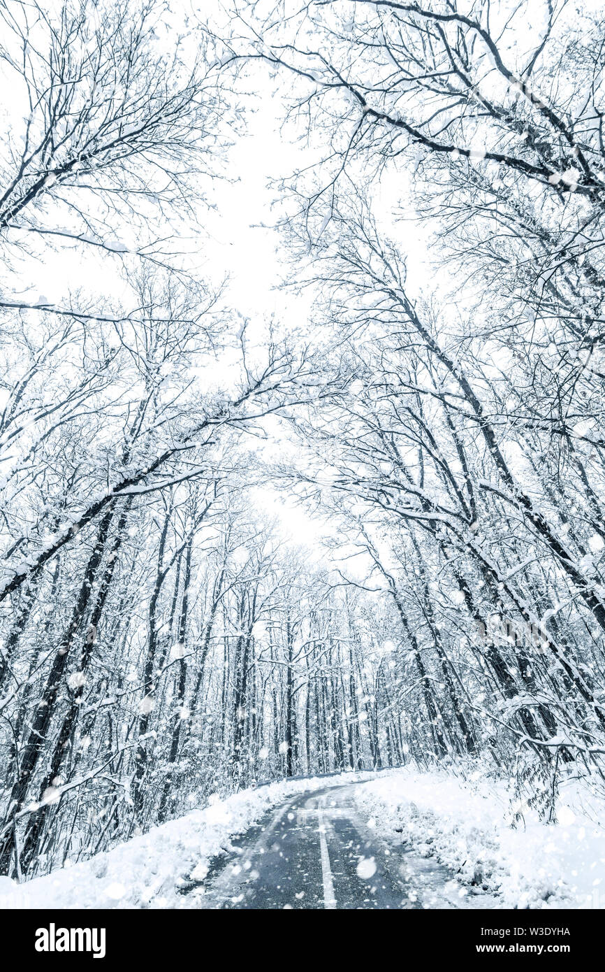 Winter forest snow road. Forest road winter snow view Stock Photo - Alamy