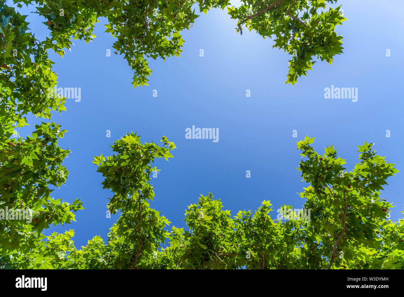 Blue sky and green leaves branches of tree Stock Photo - Alamy