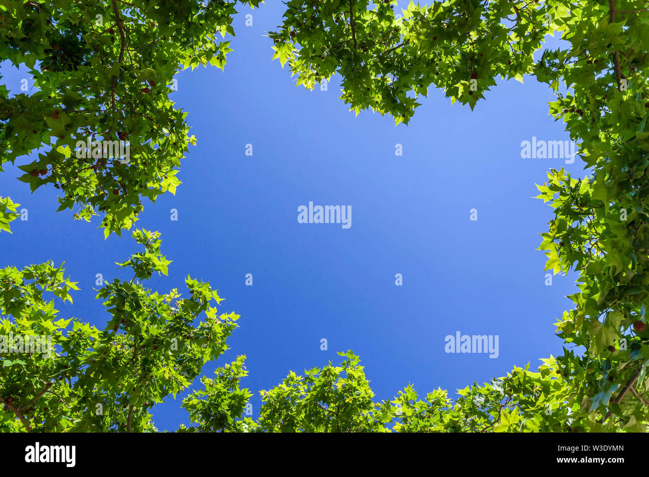 Blue sky and green leaves branches of tree Stock Photo - Alamy