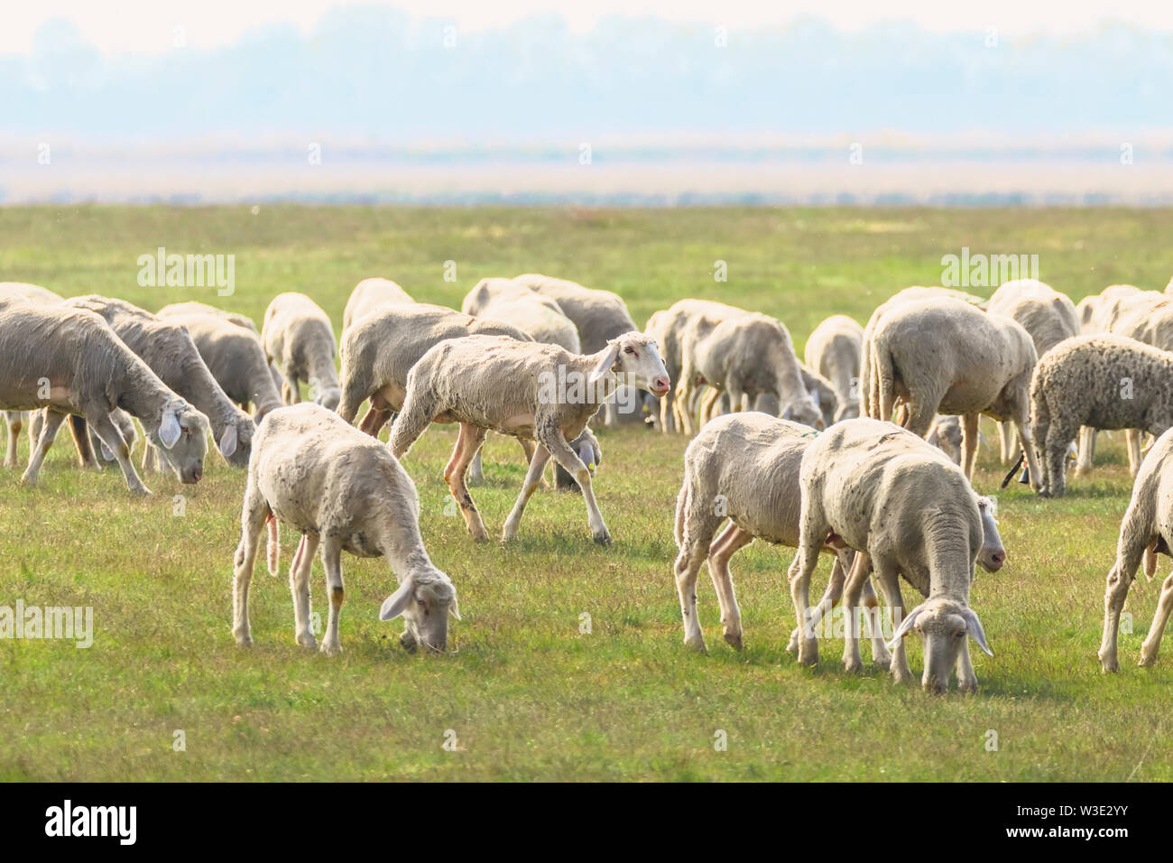 Flock of sheep, sheep on field Stock Photo - Alamy