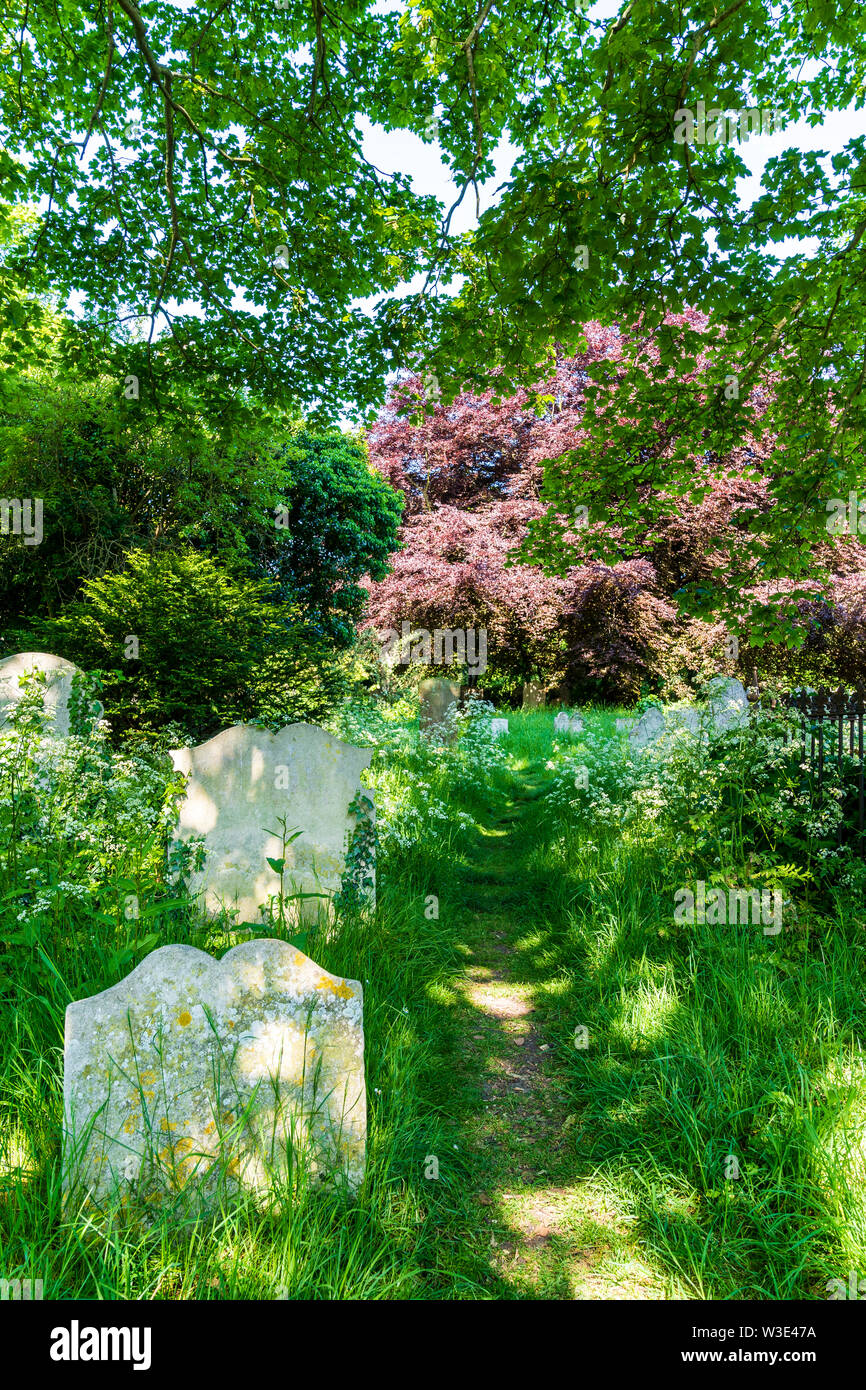 Pathway leading through gravestones in overgrown and unkept weed filled English church graveyard, a small cemetery. Stock Photo