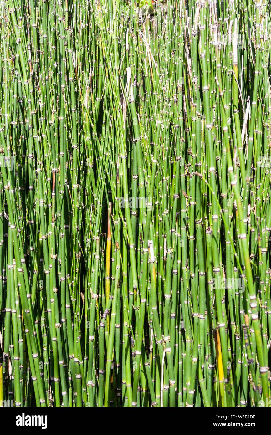 Green bamboo thicket, close up straight into stalks of bamboo, filling ...